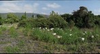 Queen Breeder Yard in Kona, Hawaii