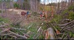 Logging with Horses