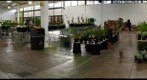 Lyon Arboretum Spring Plant Sale 1 - before the rush