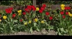 Tulips in the sun