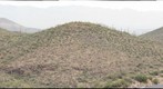 Buffelgrass Treatment Photoset4A