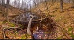 Vernal Pool
