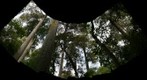 Riccarton Bush