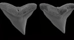 Bull shark dentition