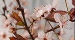 Spring Blossoms Macro