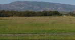 100415 Santa Barbara Shores Ellwood Goleta bluff to foothills Coal Oil Point mustard plants foreground PScs4 E3 300