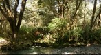 Southern Beech Forest