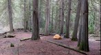 Old Growth Cedars at Delacey Camp