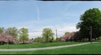 whereRU - Cherry Blossoms on the edge of Douglas Woodlawn