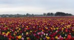 Tulip Field