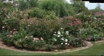 080428 backyd rose circle from west H4285082to 5146 autostitch 70sc98