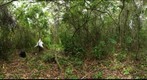 Lamanai, Belize - 100413