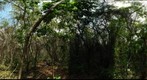 Lamanai Belize -Sampling transect - 100415