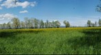 Spring in Scherzingen
