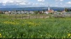 Scherzingen