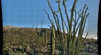 20100319 Saguaro National Park Ocotillo