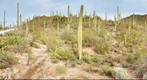 Saguaro National Park - West - 119