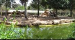 Baboons
