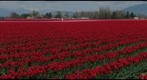 Tulip Festival - 1
