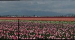 Tulip Festival - 3