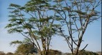 Arbol de Africa. Viajes ViajarSolo. Foto por Javier Fernandez de Los 4 de siempre