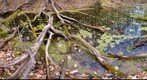 Vermont Vernal Pool
