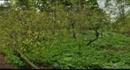 NFG Dry Meadow and Ericaceous beds Apr 2010