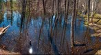 Baker Bush Wetland