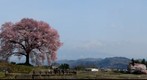 Spring has came2