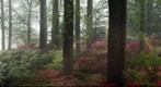 Azalea Garden at Brighton Dam