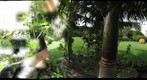 Fairchild Tropical Mix 2