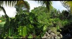 Pumpkins, Lilies and Cacti