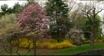Arnold Arboretum