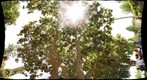 Picnic Tree, Rinconada Park, Palo Alto, CA