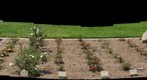 100502 Santa Barbara A. C. Postel mini roses garden Mission Park