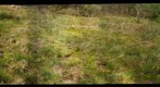 Arctic Meadows TNC Claytonia site