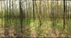 Growth of fungi