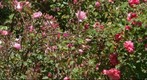 100501 Goleta backyard crippled crow and rose garden