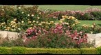 100502 Santa Barbara A. C. Postel rose garden lower closer 