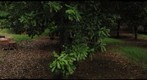 Varroa Control Experiment in Pahala, HI