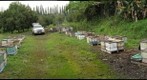 Varroa destrutor Control Experiment at Island Princess Farms in Hilo, Hawaii