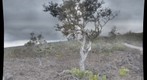 'Ohi'a on 'a'a flow - Mauna Loa