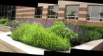 Salvia in bloom in ASI Garden