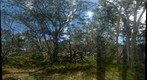 Inside a Koa Forest 
