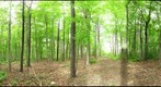 University of Guelph - Dairy Bush - 37 - May 12 2010