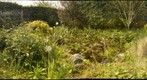 My natural garden