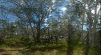 Koa Forest, Mauna Loa Strip Road