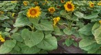 SUnflowers4