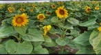 Sunflower5