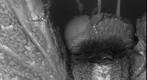 SEM Photo May 7 2010 at Carnegie Museum of Natural History